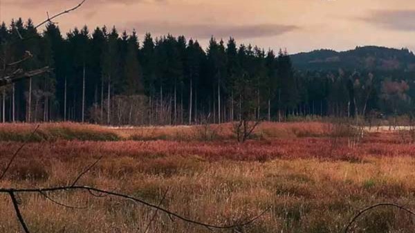 Paysage chasse simulatir64